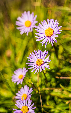 Nahaufnahme von einer lavendelfarbenen Blume