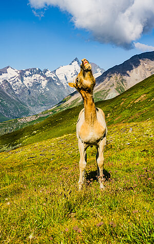 Haflingerfohlen zeigt Zähne mit dem Großglockner im Hintergrund